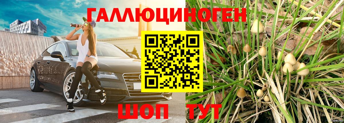 Псилоцибиновые грибы Psilocybine cubensis Долгопрудный